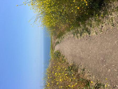 Bright Yellow Flowers Line the Winding Path Along the Serene Ocean Coastline on a Clear Sunny Dayの写真素材