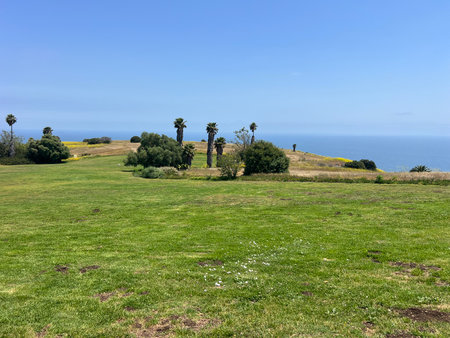 Lush Green Landscape Overlooking the Ocean With Palm Trees Under a Clear Blue Skyの写真素材