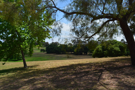 Shady Trees Provide a Tranquil Escape in a Serene Green Landscape Under the Clear Blue Skyの写真素材