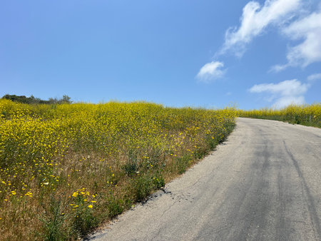 Bright Yellow Flowers Bloom Alongside a Winding Road Under a Clear Blue Sky on a Sunny Day in Springの写真素材