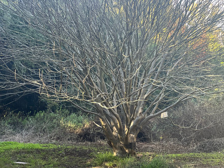 Bare Tree Stands in Garden Overlooking Greenery in Early Morning Lightの写真素材