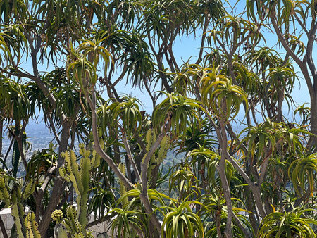 Lush Green Plants Thrive Under Bright Sunlight in a Tranquil City Garden With a Stunning Viewの写真素材