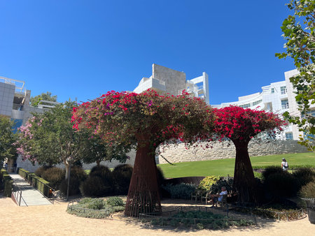 Vibrant Bougainvillea Trees Shade Visitors in a Serene Garden During Bright Afternoon Sunlightの写真素材