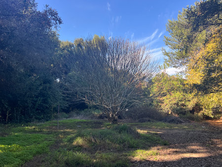 Lush Green Landscape With a Striking Bare Tree in a Sunlit Park During Late Afternoonの写真素材
