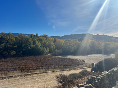 Bright Sun Beams Shine Down on a Serene Vineyard Landscape Surrounded by Rolling Hills in Autumnの写真素材