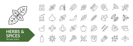 Herbs & spices line icon set. Isolated signs on white background. Vector illustration.のイラスト素材