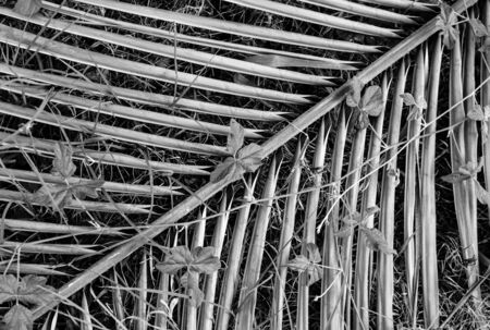 Palm tree branch, black and white, diagonalの写真素材