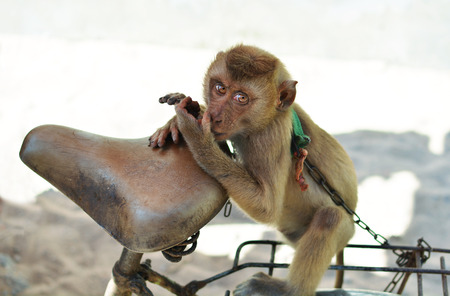 Monkey on a chainの写真素材
