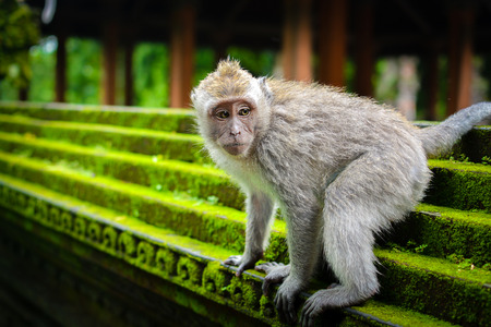 Monkey in the park asking for a banana and sitting on the stone wall