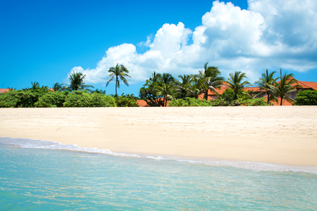 Beautiful palm trees over white sand tropical beach at summerの写真素材