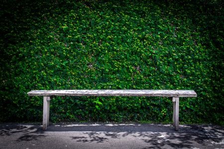 Lonely wooden bench in the park and ivy wall