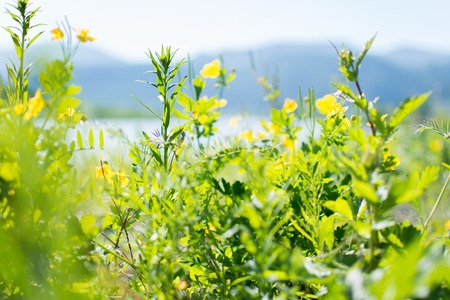 Floral background with feral flowers, mountains and a river in the distance.の写真素材