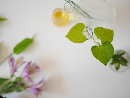 The bio laboratory glassware and blank cosmetic bottle containers with  herbal ingredient, package for branding .Natural organic beauty skincare product concept. alternative medicine.の写真素材