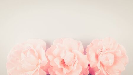 Beauty background makeup cosmetic product,with green leaf and pink rose blossom on purple spring background. woman mother day concept. flatlay topviewの写真素材