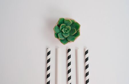 biodegradable and reusable straw with the plant. eco friendly food package for climate change and environment.の写真素材