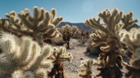 nature background. cholla cactus oasis in Joshua Tree National Park dessert.の写真素材