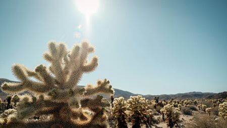 nature background. cholla cactus oasis in Joshua Tree National Park dessert.の写真素材