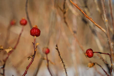 nature background. natural rose hip red flower in the snow.の写真素材