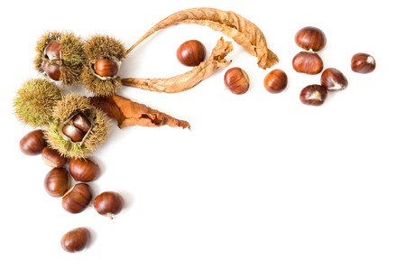Autumn template of chestnuts isolated on white with copy spaceの写真素材