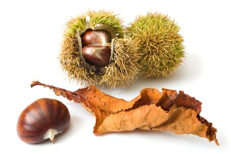 Sweet chestnuts isolated on a white backgroundの写真素材
