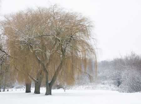 Winter scene with willow trees covered in snowの写真素材