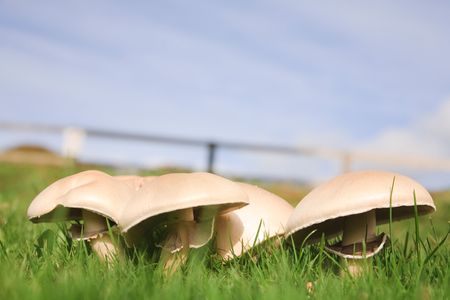 Field of mushrooms beneath a blue skyの写真素材