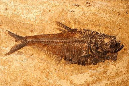 Fossilized fish on a sandstone background
