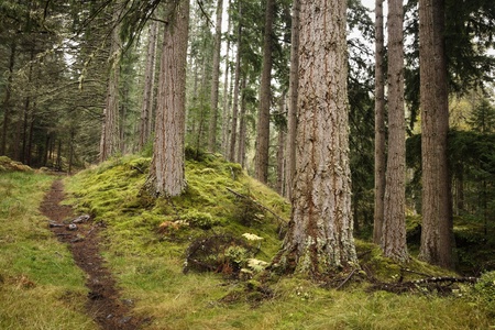 A path disappears into the distance in a pine forest in Scotlandの写真素材