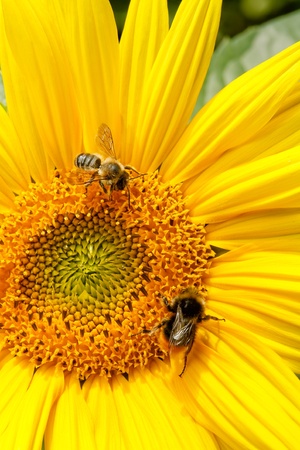 Sunflower closeup with bumble bee and honey bee collecting nectarの写真素材