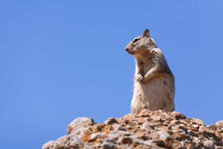 Western grey squirrel in the wild against a blue skyの写真素材