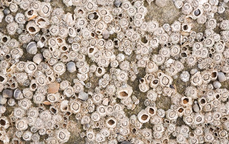 Barnacles at the beach on a rock, ideal for a marine texture or backgroundの写真素材