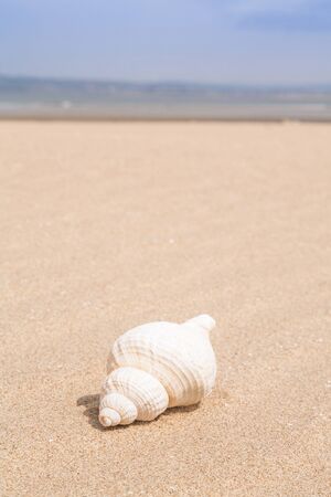 Beach scene with a sea shell and lots of copyspaceの写真素材