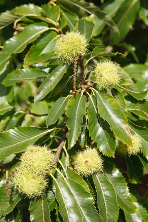 Closeup of sweet chestnuts growing on a treeの写真素材