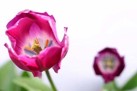 Two purple tulips against a white background with green leaves  Focus is on the tulip in the foreground の写真素材