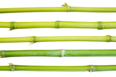 Bamboo canes isolated against a white backgroundの写真素材