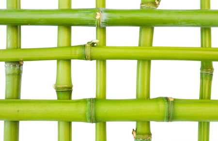 Bamboo pattern isolated against a white backgroundの写真素材