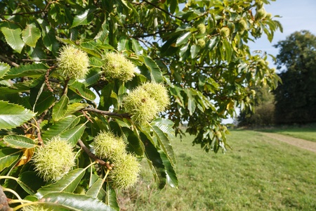 Closeup of sweet chestnuts growing on a tree in British countrysideの写真素材