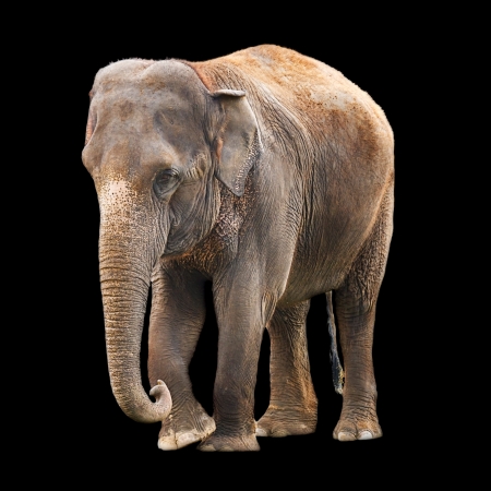 Indian elephant isolated against a black backgroundの写真素材