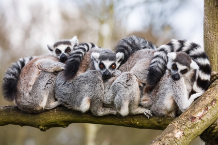 A family of ring-tailed Madagascan lemurs cuddle up in a zoo enclosureの写真素材