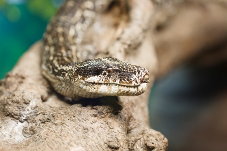 Argentine boa constrictor snake closeup in a tree with copyspaceの写真素材