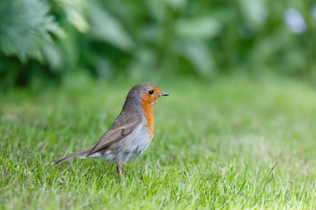 European robin in garden with lots of copyspaceの写真素材