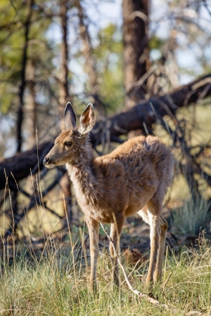 Female wild mule deer Odocoileus hemionus in a woodland setting, Bryce Canyon NP, Utahの写真素材