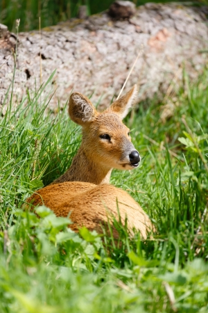 Chinese water deer (Hydropotes inermis inermis) in the wildの写真素材