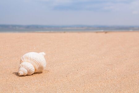 Beach detail with a seashell on a sandy beach with the sea in the distanceの写真素材