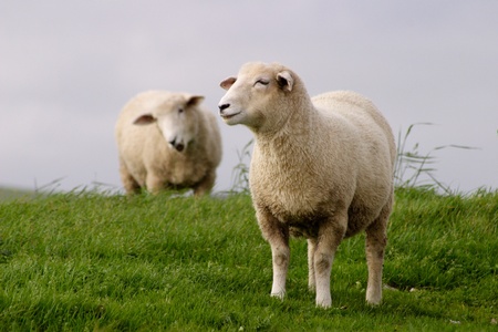 Two sheep graze in a field in Sussex, Englandの写真素材