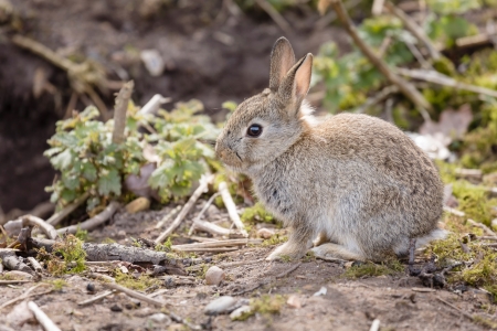 Wild baby European rabbit Oryctolagus cuniculus outside a burrow of a rabbit warrenの写真素材