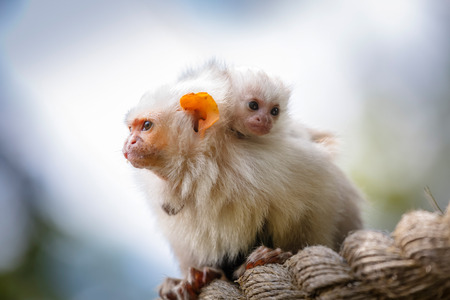 Family of silvery marmosets  Callithrix argentata  in captivityの写真素材
