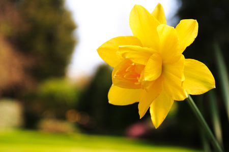 Daffodil with a garden in the backgroundの写真素材