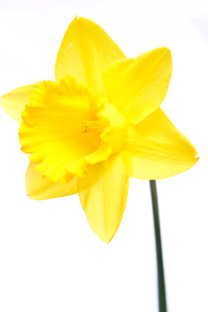 Daffodil with a white backgroundの写真素材