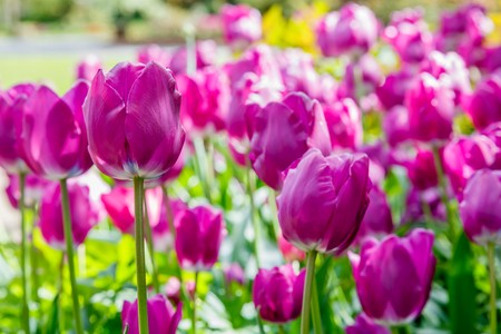 Purple tulips tulipa in a garden flower bedの写真素材